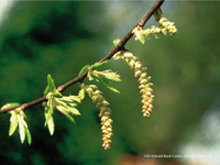 Hornbeam