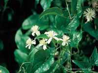 Clematis