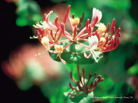Honeysuckle