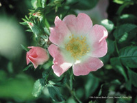 Wild Rose