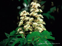 White Chestnut