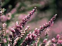Heather