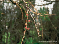 Larch