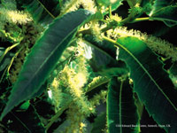 Sweet Chestnut