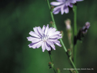 Chicory