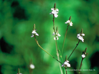 Vervain