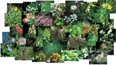 Bach Blüten Collage