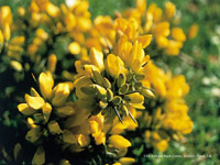 Gorse